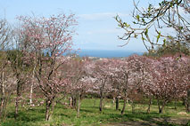 天都山桜公園